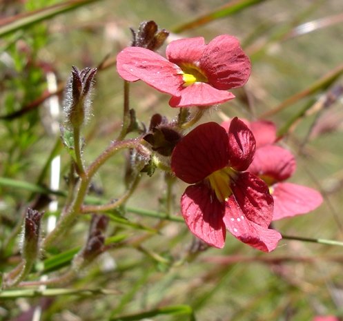 Jamesbrittenia breviflora flowers